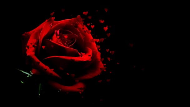 Pétales Rose Rouge Tombant Concepts Belles Fleurs Rouges Fleur Rose — Video