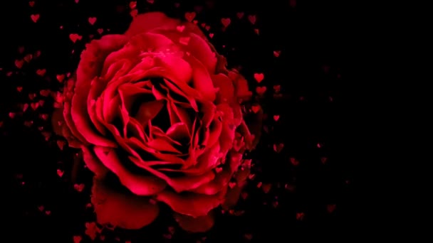 Pétales Rose Rouge Tombant Concepts Belles Fleurs Rouges Fleur Rose — Video