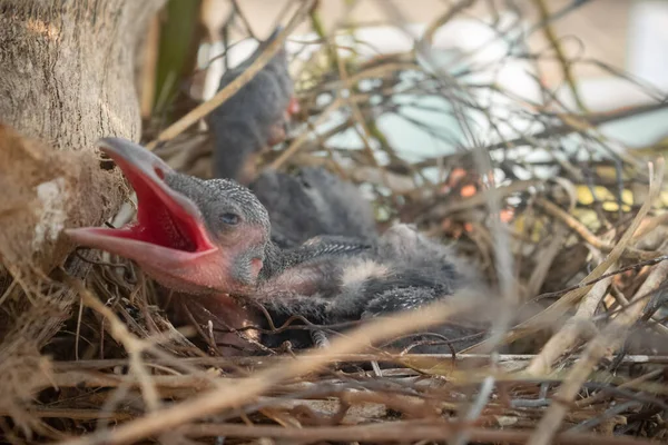 Baby Kraai Ligt Het Nest Broedend Hun Moeder Wachten Voor Stockfoto