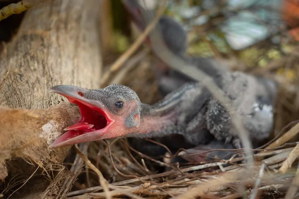 Baby Kraai Ligt Het Nest Broedend Hun Moeder Wachten Voor Stockfoto