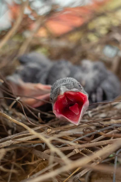 Baby Kraai Ligt Het Nest Broedend Hun Moeder Wachten Voor Stockafbeelding