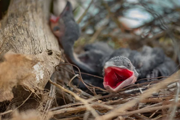 Cuervo Bebé Yace Nido Eclosiona Esperando Madre Para Comer Cuervo Fotos De Stock Sin Royalties Gratis