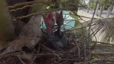 Yavru karga yuvada yatıyor ve yumurtadan çıkmak için annelerinin 4K stok görüntülerini bekliyor. Ağacın tepesindeki yeni doğan karga ya da karga yuvası. Yavru kuş avlanıyor..
