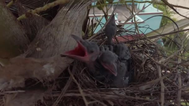 Bebé Cuervo Está Acostado Nido Eclosión Esperando Madre Para Comida — Vídeo de stock