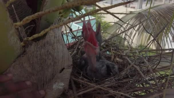 Baby Crow Sdraiato Nel Nido Cova Attesa Della Loro Madre — Video Stock