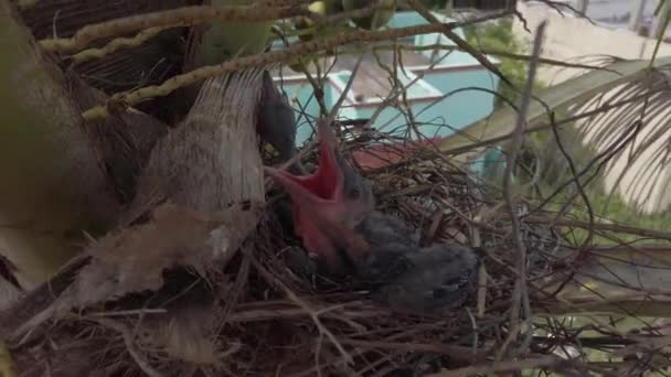 Baby Crow Sdraiato Nel Nido Cova Attesa Della Loro Madre — Video Stock