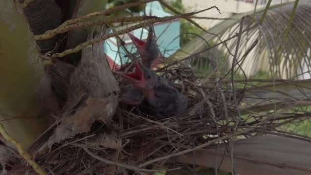 Baby Crow Sdraiato Nel Nido Cova Attesa Della Loro Madre — Video Stock
