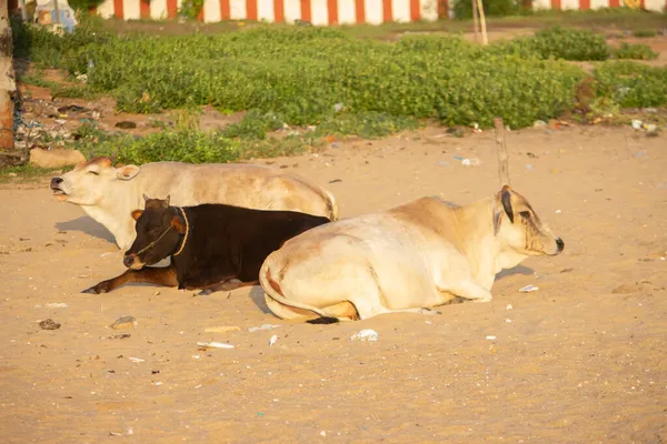 Індійська Корова Лежить Відпочиває Пляжному Піщаному Піску Стоки — стокове фото