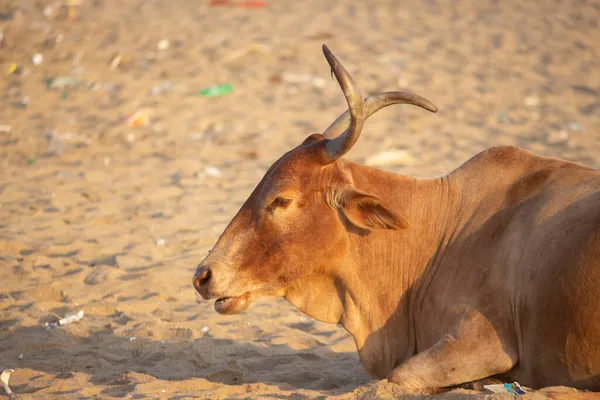 Индийская Корова Лежит Отдыхает Песке — стоковое фото