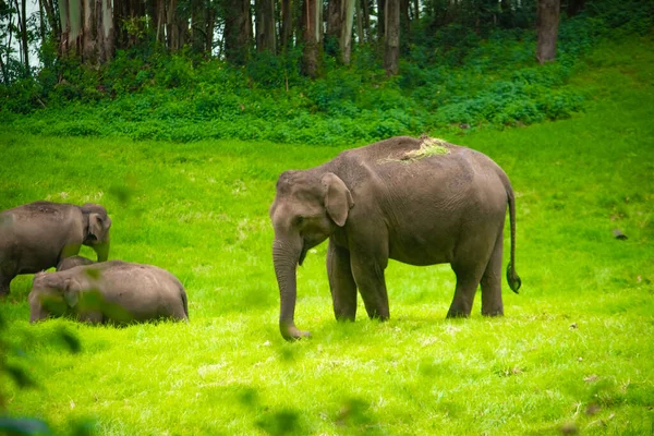 Groep Van Olifanten Familie Zwerven Eten Het Gras Het Bos — Stockfoto