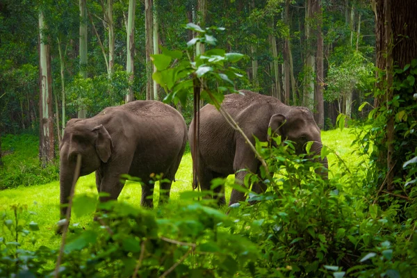 Grupo Elefante Família Roaming Comer Grama Floresta Imagens Stock Animais — Fotografia de Stock