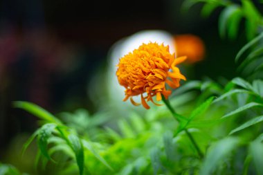 Bulanık Geçmişli Fransız Marigold Çiçeği Dosyanın Sığ Derinliği.