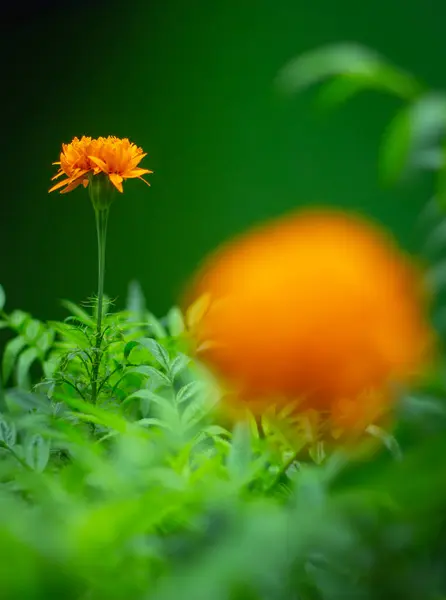 Französische Ringelblume Mit Unscharfem Hintergrund Auf Flacher Ablage — Stockfoto