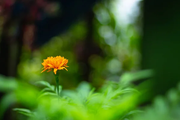 Französische Ringelblume Mit Unscharfem Hintergrund Auf Flacher Ablage — Stockfoto