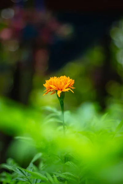 Französische Ringelblume Mit Unscharfem Hintergrund Auf Flacher Ablage — Stockfoto