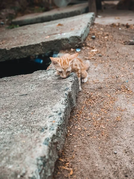 Sokakta oynayan küçük bir kedi var da. Sokak Kedi Portresi.