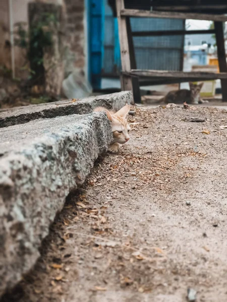 Djur Utomhus Liten Katt Leker Gatan Street Cat Porträtt — Stockfoto