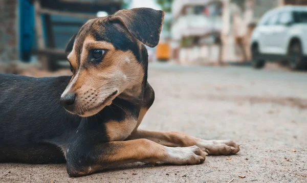Tier Freien Ein Kleiner Hund Sitzt Auf Der Straße Straßenhund — Stockfoto