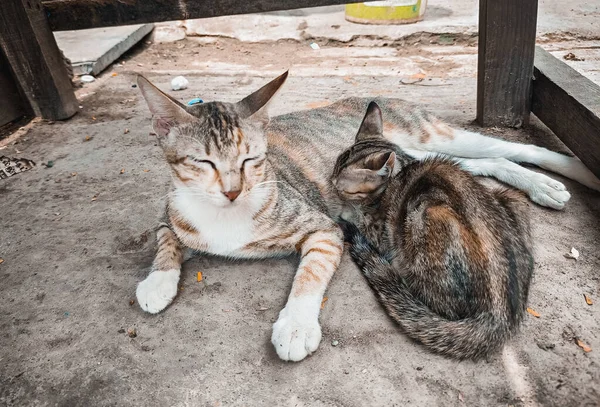 Tier Freien Straßenkatze Stillt Ihr Kätzchen Auf Der Straße — Stockfoto