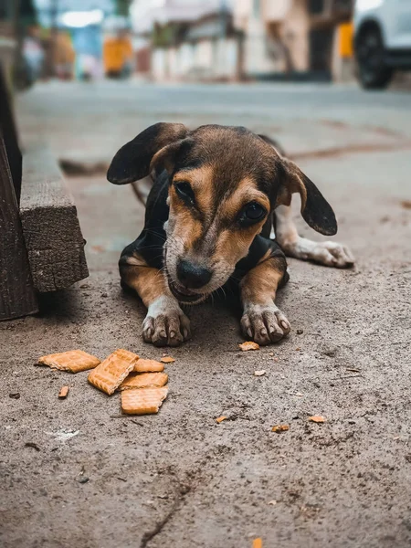 A little dog Eating Biscuits on the Street. Hungry Street Dog Eating Portrait. Hungry dog eat from a piece of Biscuit . Street dog. Stray dog. Outdoor Animal. Homeless puppy