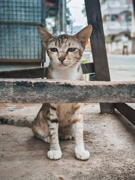 Dier Buiten Een Moeder Kat Zit Straat Straat Cat Portret — Stockfoto