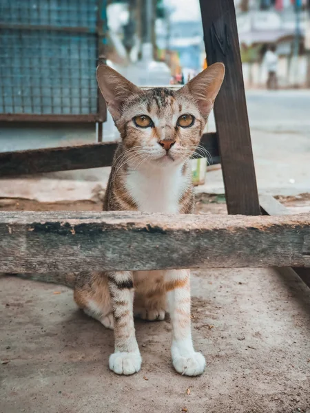 Animal outdoor : A mother cat sitting on the street. Street Cat Portrait.
