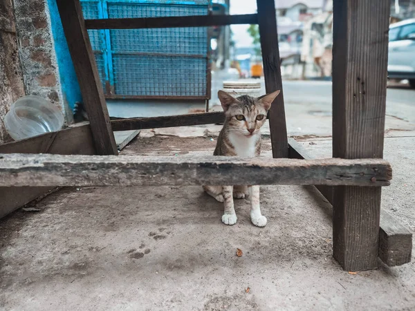 Zvíře Venku Matka Kočka Sedí Ulici Portrét Pouliční Kočky — Stock fotografie