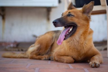 Alman Çoban Köpek Pozisyonu.