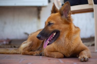 Alman Çoban Köpek Pozisyonu.