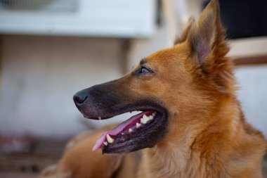 Alman Çoban Köpek Pozisyonu.
