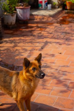 Alman Çoban Köpek Pozisyonu.