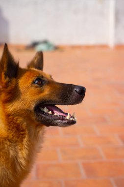 Alman Çoban Köpek Pozisyonu.