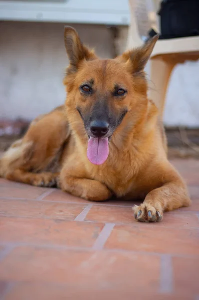 German Shepherd Dog Posing — Stock Photo, Image