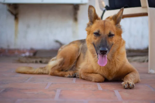 Deutscher Schäferhund Posiert — Stockfoto