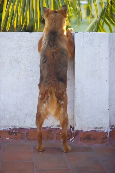 Deutscher Schäferhund Posiert — Stockfoto