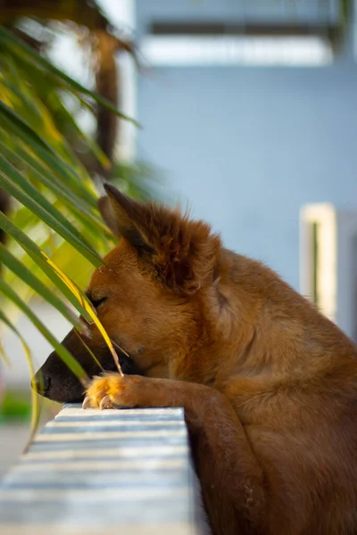 Deutscher Schäferhund Posiert — Stockfoto