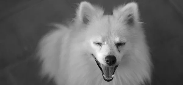 Funny Dog Laughing or Smiling Pose. Indian Spitz Dog Posing.