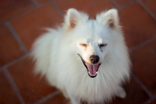 面白い犬笑いや笑顔ポーズ インドのスピッツ犬のポーズ — ストック写真