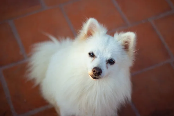 Indiai Spitz Kutya Pózol — Stock Fotó