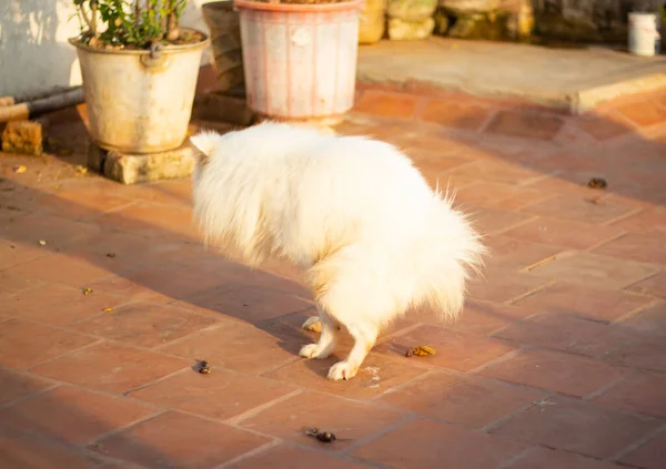 White Dog Pooping Shit Indian Spitz Dog Shitting — Stock Photo, Image
