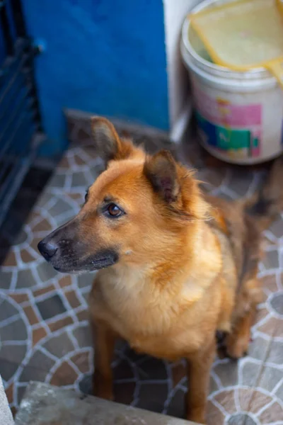 Deutscher Schäferhund Posiert — Stockfoto