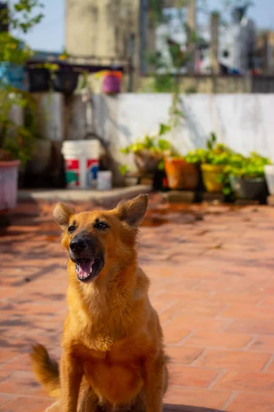 Pastor Alemão Cão Posando — Fotografia de Stock