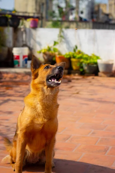 Pastor Alemão Cão Posando — Fotografia de Stock