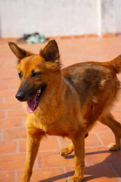 Deutscher Schäferhund Posiert — Stockfoto