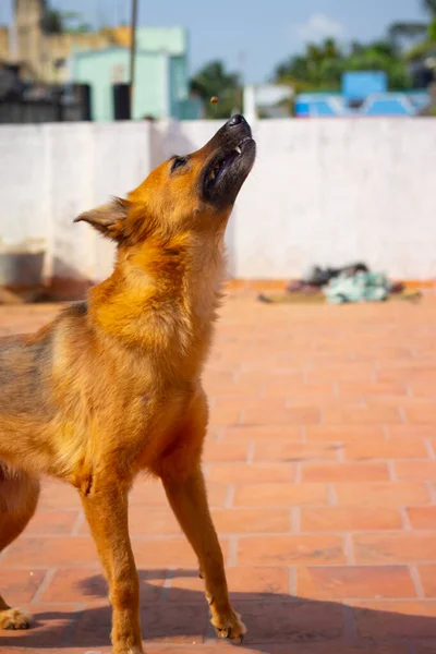 Cão Pastor Alemão Pulando Tentar Comer Comida Sua Mão Proprietário — Fotografia de Stock