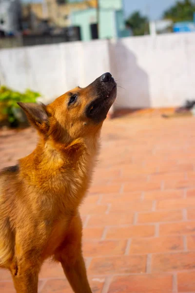 Pastor Alemán Perro Saltando Tratar Comer Alimentos Mano Propietario Alimento — Foto de Stock