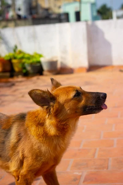 Cão Pastor Alemão Pulando Tentar Comer Comida Sua Mão Proprietário — Fotografia de Stock