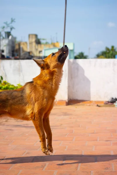 Duitse Herder Hond Springen Proberen Voedsel Eten Van Eigenaar Hand — Stockfoto