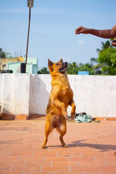 Cão Pastor Alemão Pulando Tentar Comer Comida Sua Mão Proprietário — Fotografia de Stock