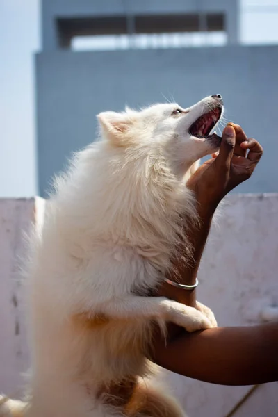 Indian Spitz Dog Ugrás Megpróbál Enni Ételt Tulajdonos Kezét Kutya — Stock Fotó